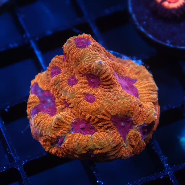 TCK Orange Jester Platy