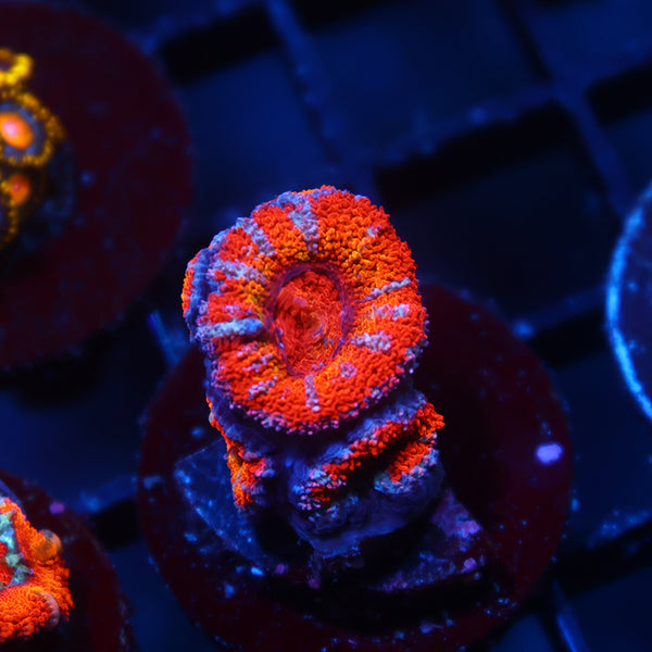 TCK Rainbow Acan Lord