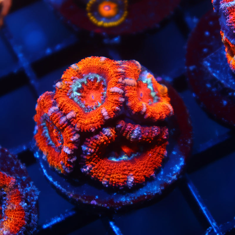 TCK Fluffy Acan Lord