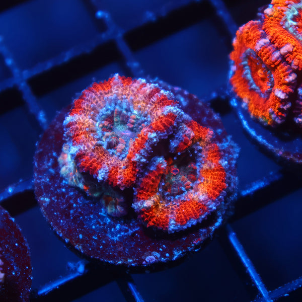 TCK Solar Storm Acan Lord