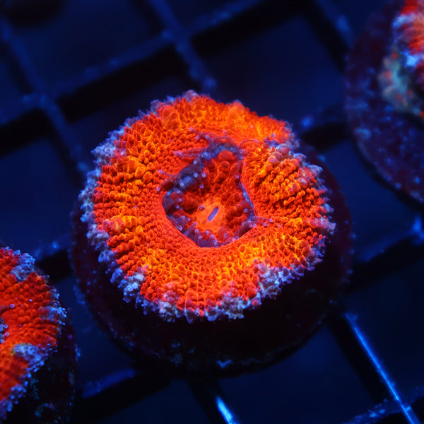 TCK Orange Rainbow Acan Lord