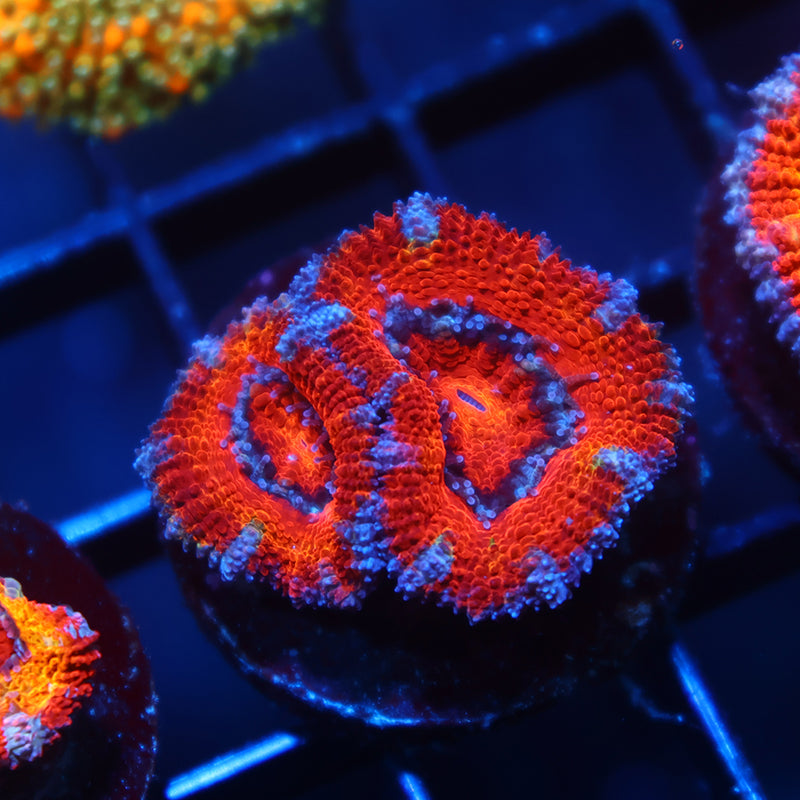 TCK Red Acan Lord