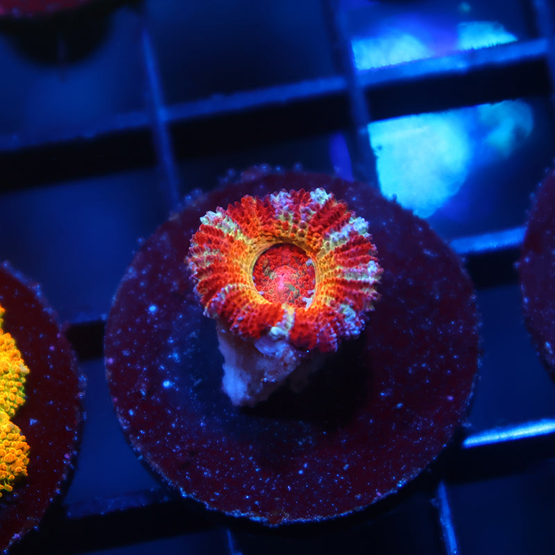 CC OG Rising Sun Acan Lord