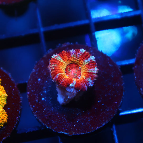 CC OG Rising Sun Acan Lord