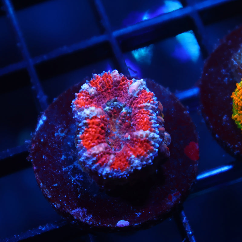 TCK Pink Acan Lord