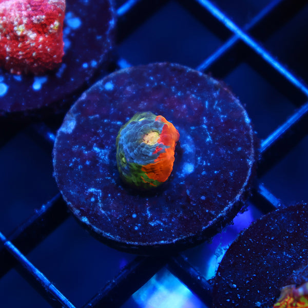 Tiny TCK Rainbow Collider Chalice