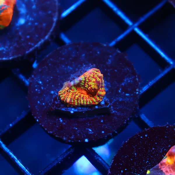 TCK Inferno Convict Chalice