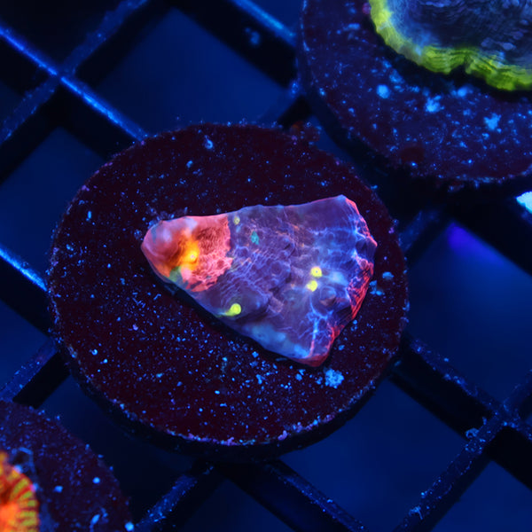 TCK Whirly Pop Chalice