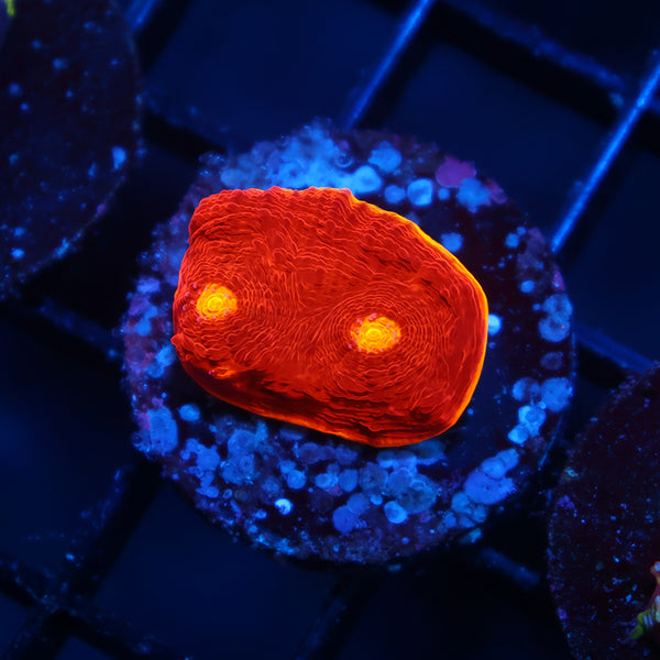 TCK Flamethrower Chalice