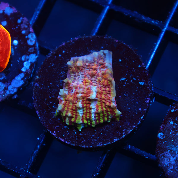 TCK Grafted Convict Chalice