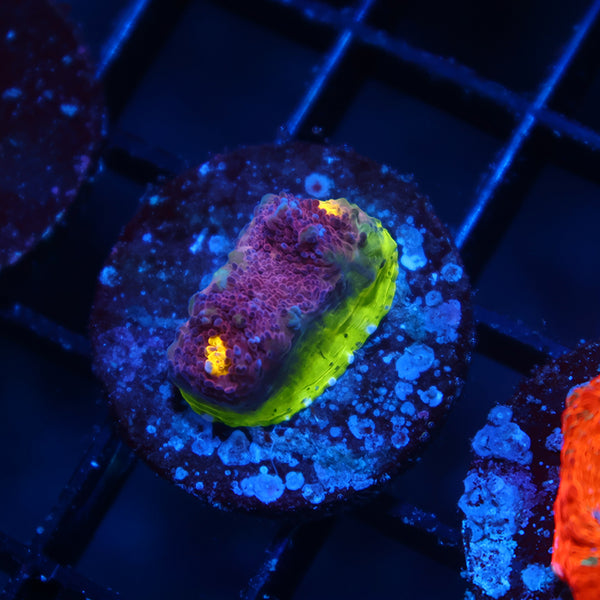 TCK Five Color WM Chalice