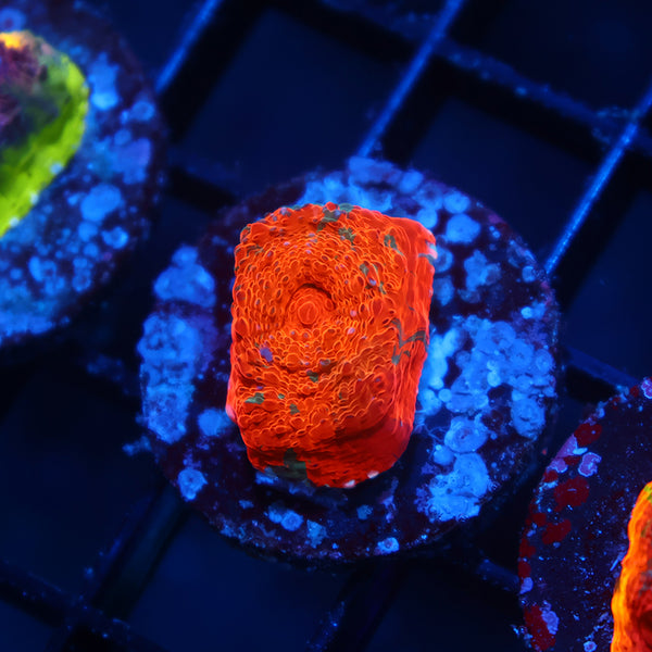 TCK Jawbreaker Chalice