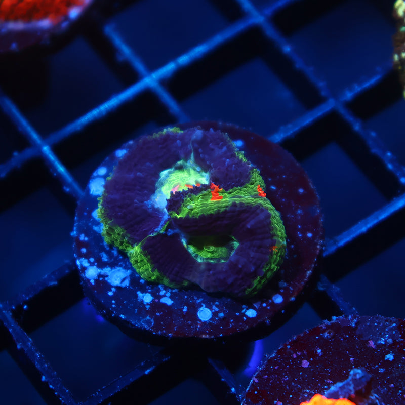 TCK Master Bowerbanki