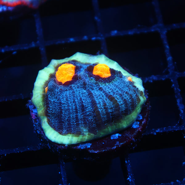 TCK Halloween Mycedium