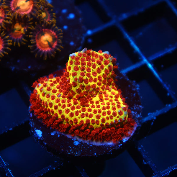 JF Burning Banana Stylo