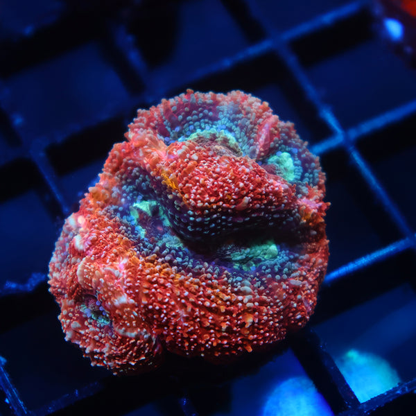 TCK Rainbow Bowerbanki