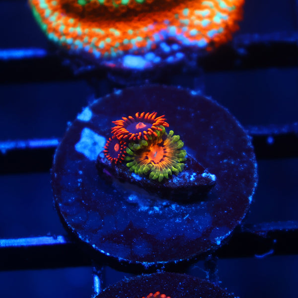 Marvin the Martian/My Clementines