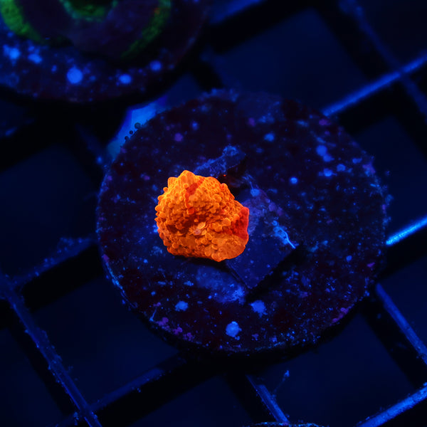 Baby TCK Tie Dye Mushroom