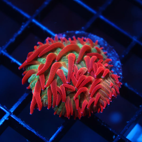 TCK Shaggy Hellraiser Diaseris