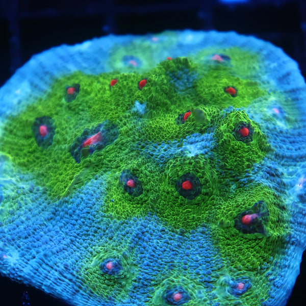 Lg GB Avatar Chalice