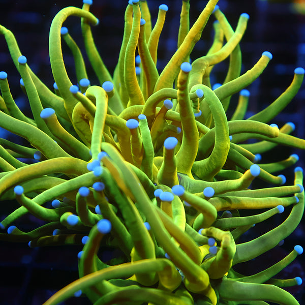 New Release TCK Grafted Grail Torch Green Side