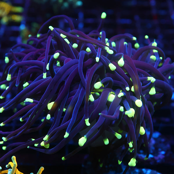 TCK Lantern Tips Torch