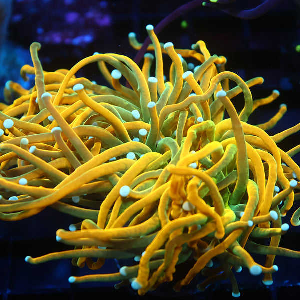 TCK "Saltwater Paradise's HG" Torch