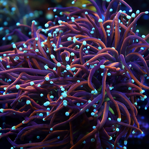 TCK White Tips Indo Gold Torch