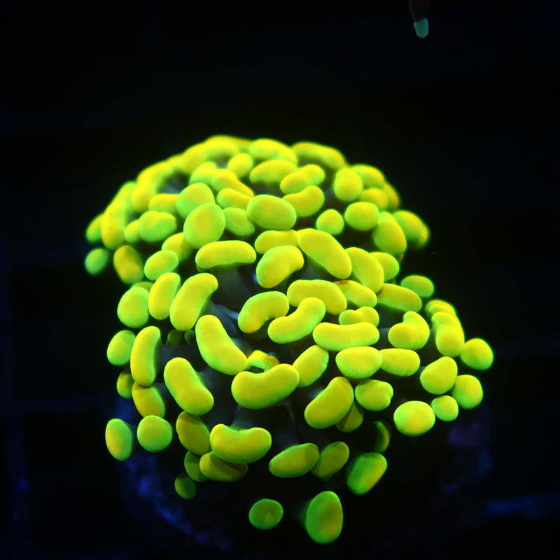 TCK Bright Lemon Tips Hammer