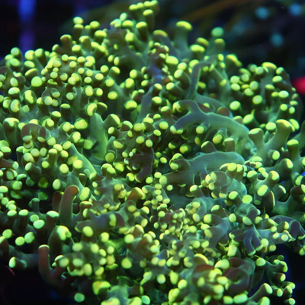 TCK Branching Lemonlime Frogspawn