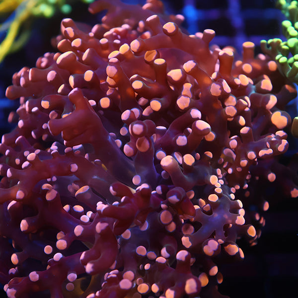 TCK Branching Gold Frogspawn