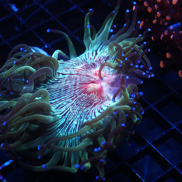 TCK Aquaculture Red Center Elegance Coral