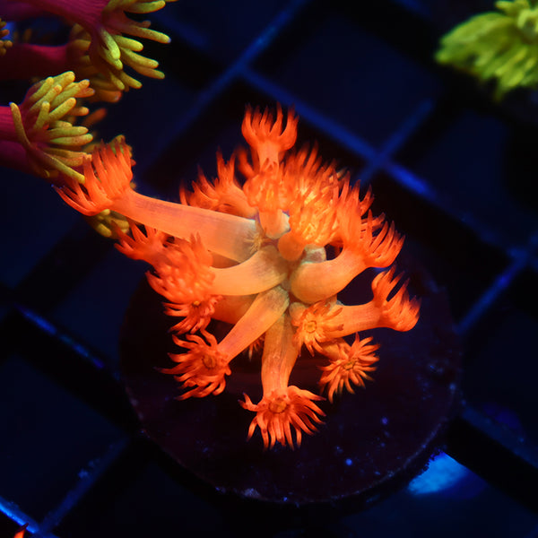 TCK Fire Dancer Goni