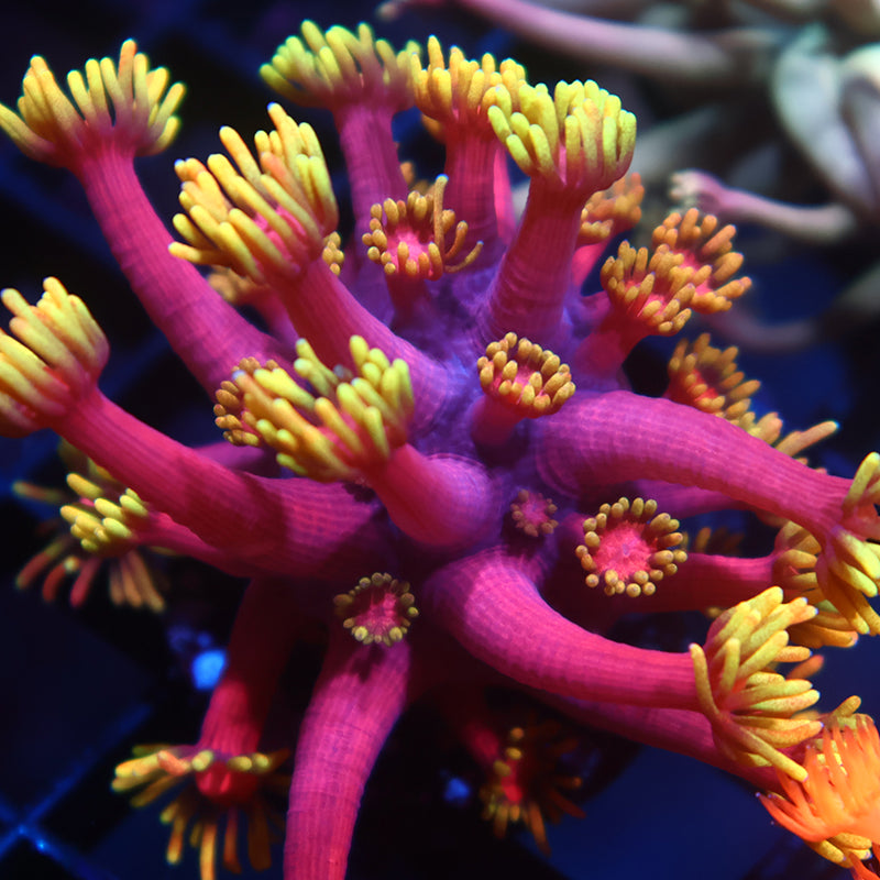 Lg TCK Fireballz Goni