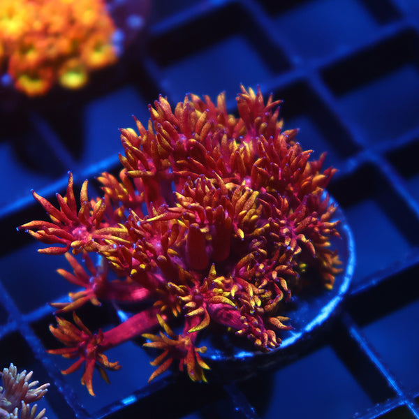 TCK Insane Flame Tips Goni