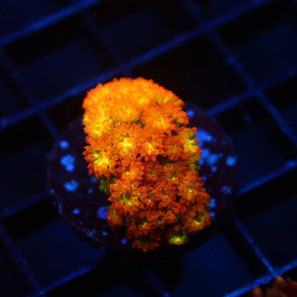 TCK Combustion Goni Bernardpora