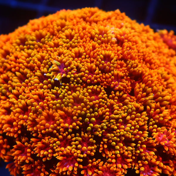 TCK Rainbow Crunch Goni Bernardpora