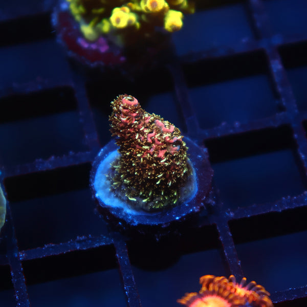 TCK Fuzzinator Milli