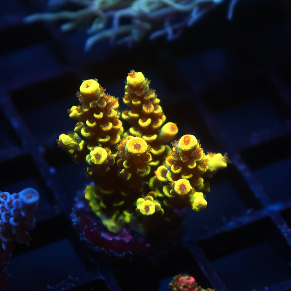 TCK Solar Beam Tenuis