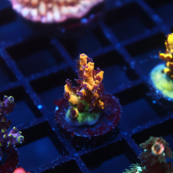 Tyree OG Pink Lemonade