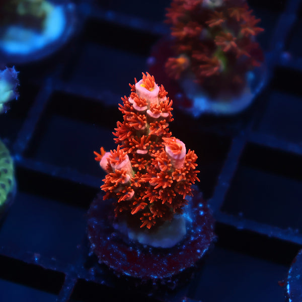 TCK Cherry Bombs Tenuis