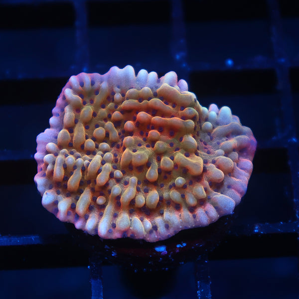 TCK Grafted Slowburn Monti