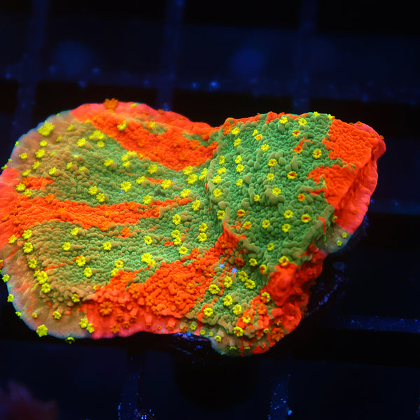 WWC Grafted Sunfire Cap