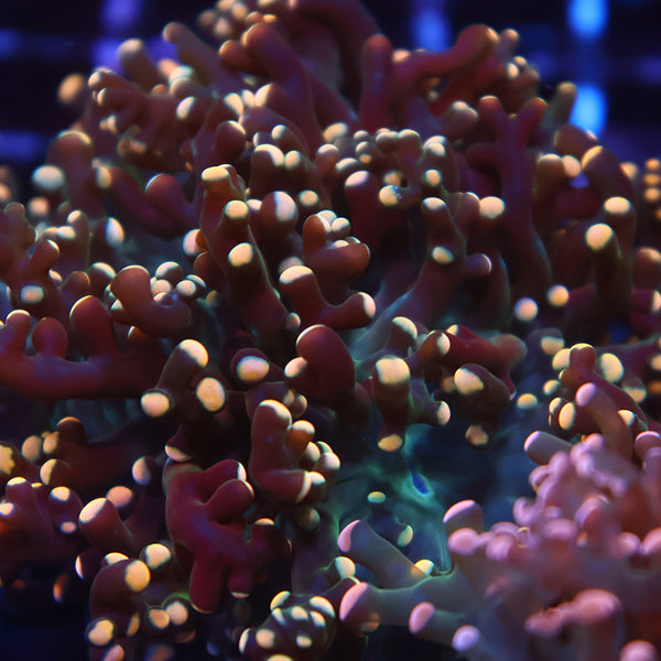 TCK Branching Gold "Beanbag" Frogspawn