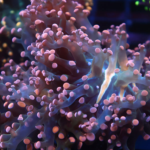 TCK Branching Peach Frogspawn