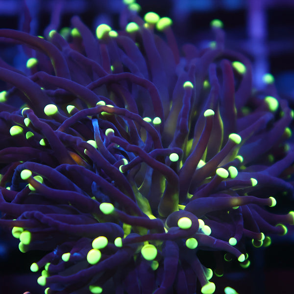 TCK Lantern Tips Torch