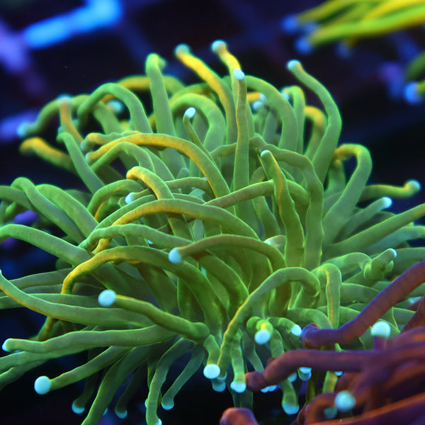 TCK "Holy Smokes" Torch