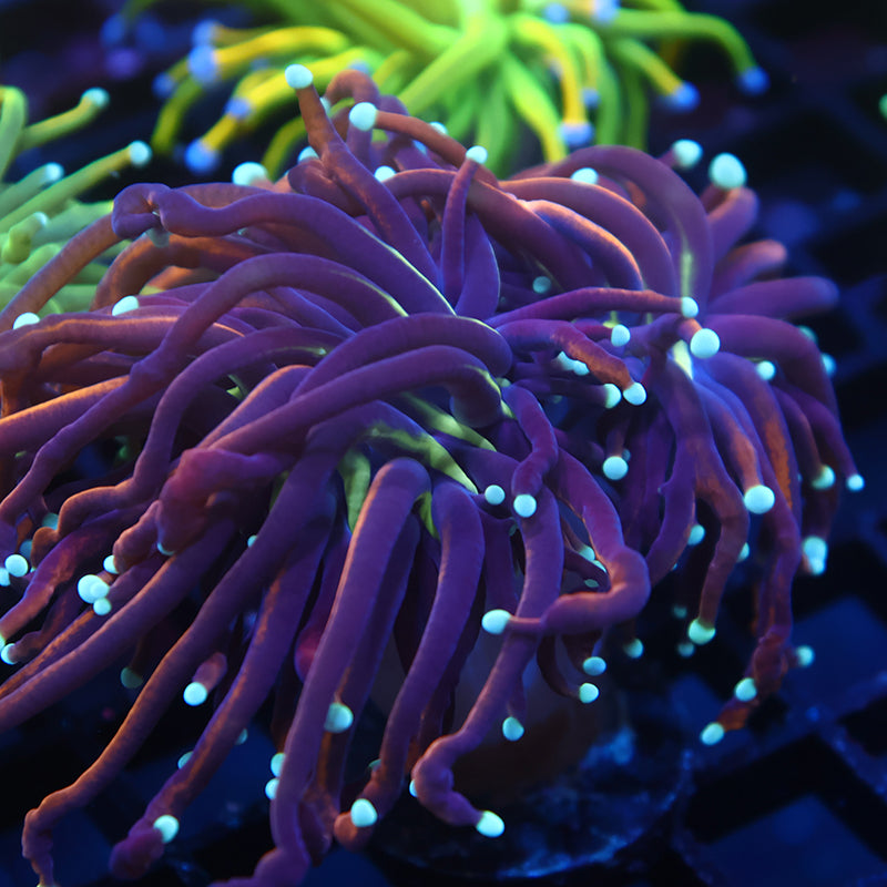 TCK Insane Long Tentacle Indo Gold Torch