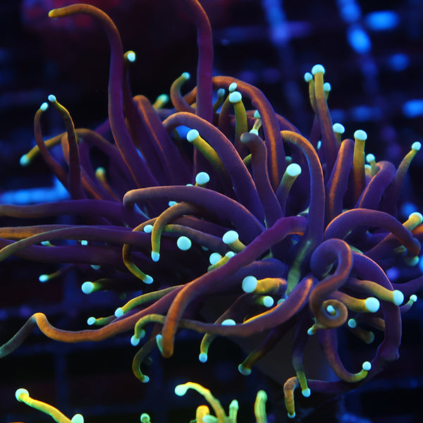 TCK Insane Hellfire Torch