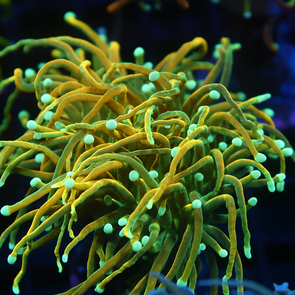 TCK Lightning Bolt Torch